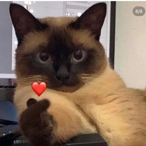 Meet your Posher, Clarissa